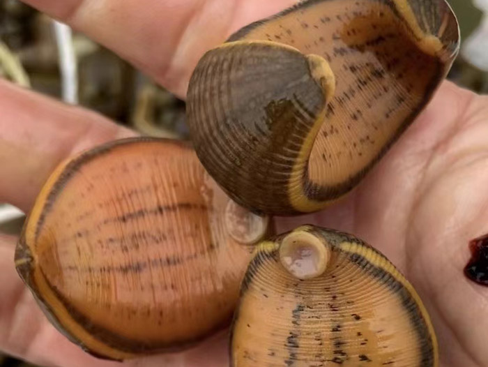 壹号娱乐APP卵茧