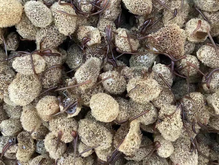 壹号娱乐APP卵茧