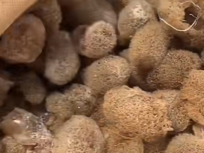 壹号娱乐APP卵茧