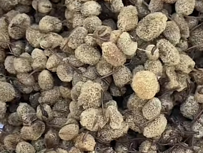 壹号娱乐APP卵茧