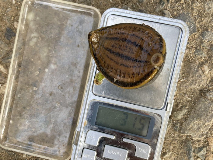 壹号娱乐APP小苗