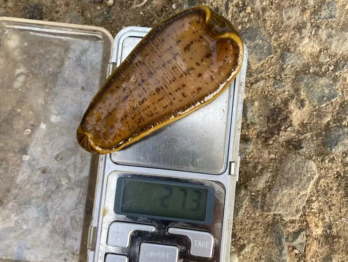 壹号娱乐APP小苗