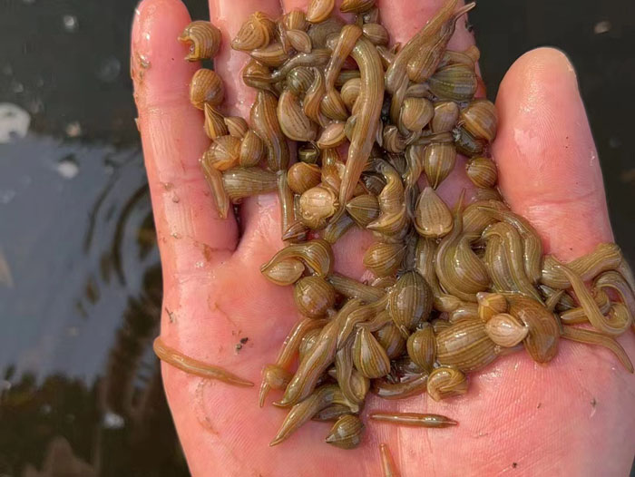 壹号娱乐APP小苗