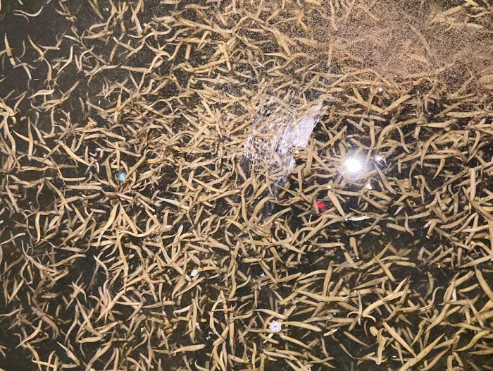 壹号娱乐APP小苗