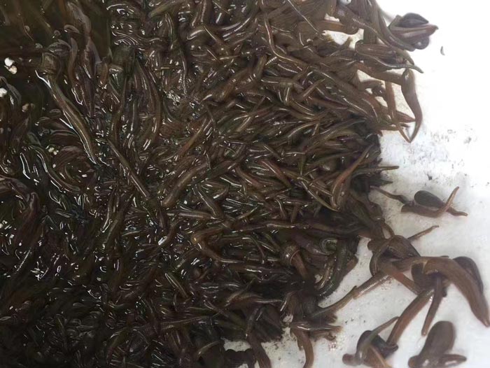 壹号娱乐APP小苗