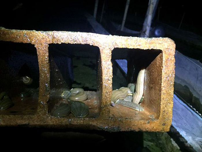 壹号娱乐APP小苗