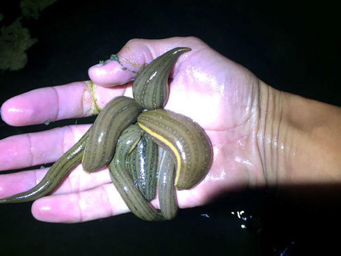 壹号娱乐APP小苗