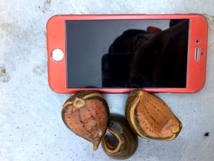 壹号娱乐APP小苗