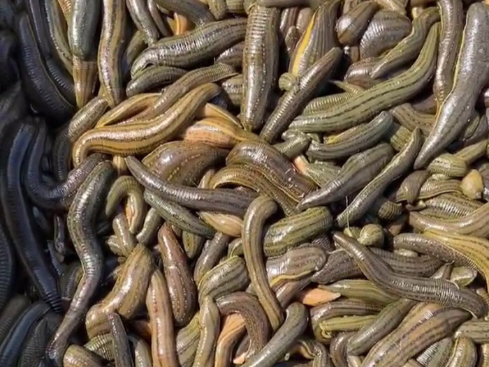 壹号娱乐APP成苗