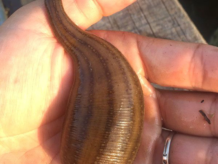 壹号娱乐APP成苗