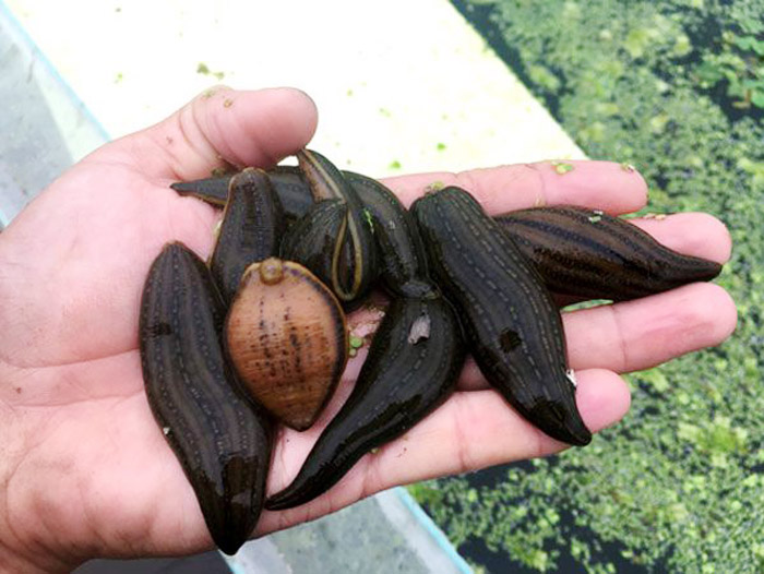 壹号娱乐APP成苗