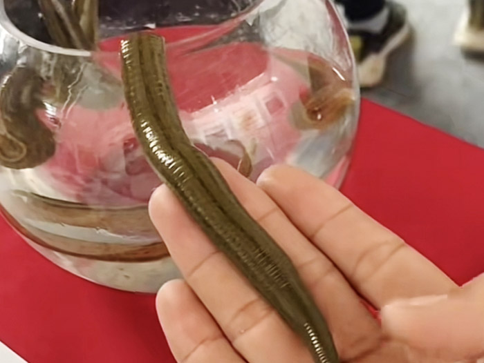 壹号娱乐APP成苗