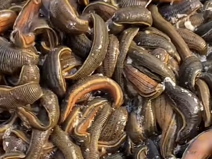 壹号娱乐APP成苗