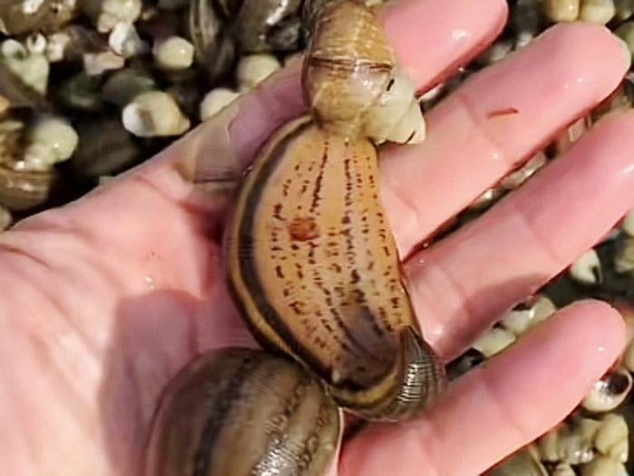 壹号娱乐APP成苗