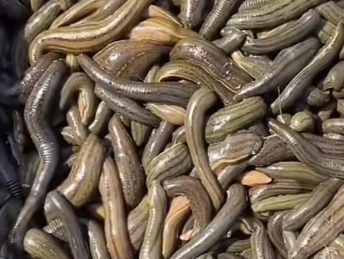 壹号娱乐APP成苗