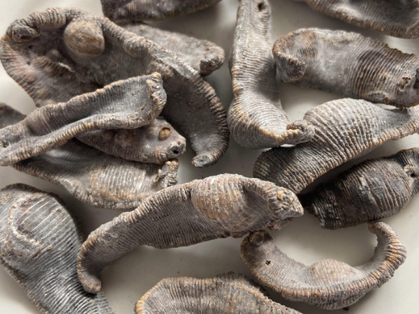 壹号娱乐APP成品