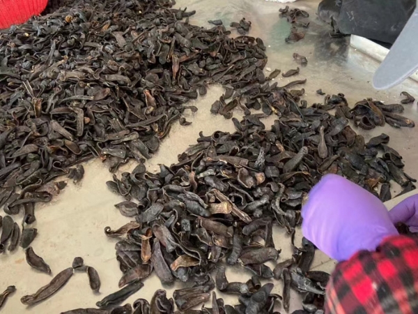 壹号娱乐APP成品