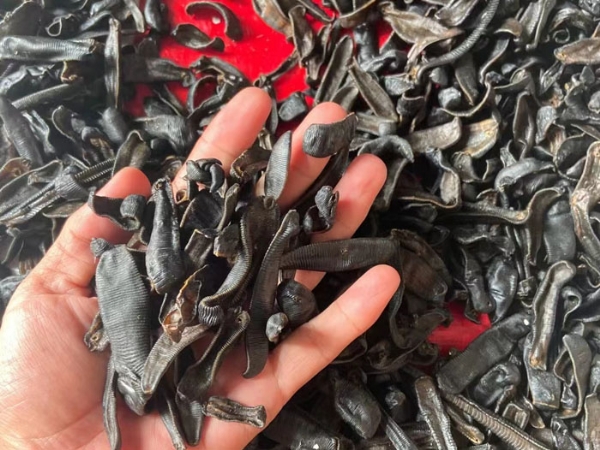 壹号娱乐APP成品