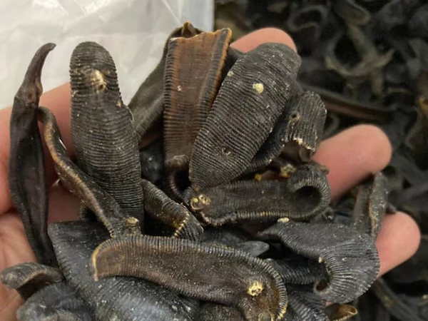 壹号娱乐APP成品