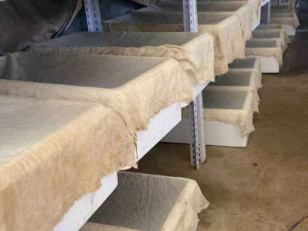 壹号娱乐APP卵茧