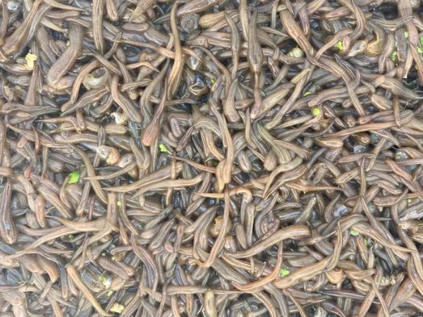 壹号娱乐APP卵茧