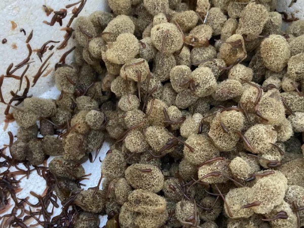 壹号娱乐APP卵茧