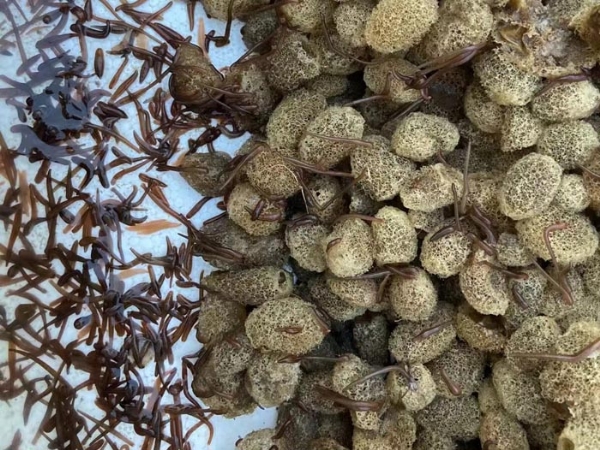 壹号娱乐APP卵茧