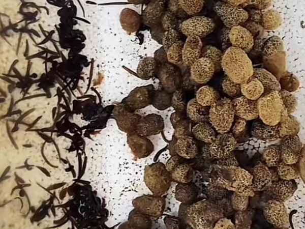 壹号娱乐APP卵茧