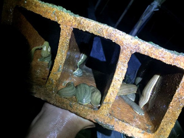 壹号娱乐APP小苗