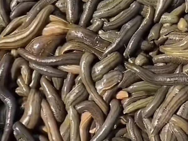 壹号娱乐APP小苗