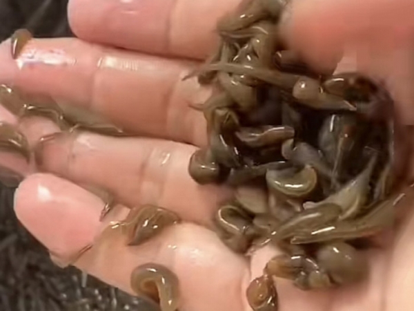 壹号娱乐APP小苗