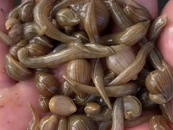 壹号娱乐APP小苗