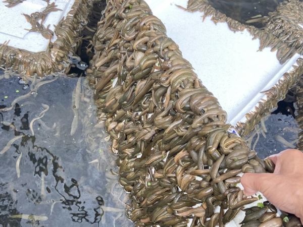 壹号娱乐APP成苗