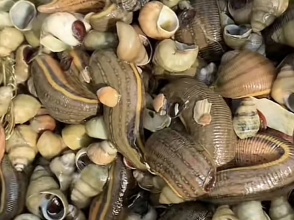 壹号娱乐APP成苗