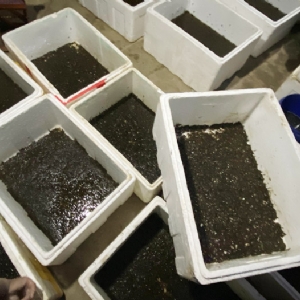 壹号娱乐APP成品