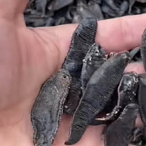 壹号娱乐APP成品