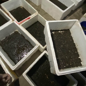 壹号娱乐APP卵茧