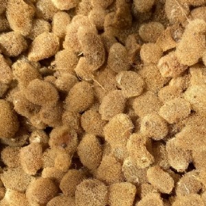 壹号娱乐APP卵茧