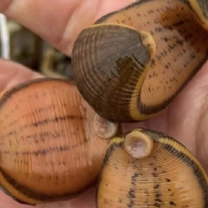 壹号娱乐APP卵茧