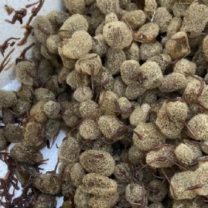 壹号娱乐APP卵茧