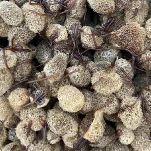 壹号娱乐APP卵茧