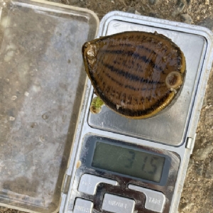 壹号娱乐APP小苗