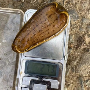 壹号娱乐APP小苗