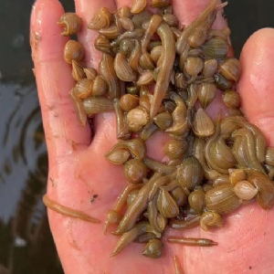 壹号娱乐APP小苗