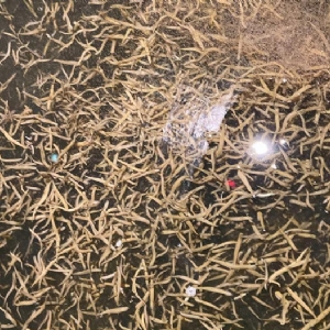 壹号娱乐APP小苗