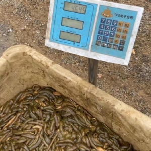 壹号娱乐APP小苗