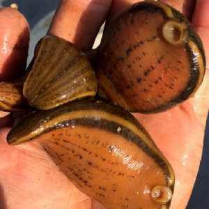 壹号娱乐APP小苗