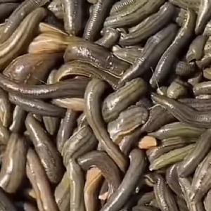 壹号娱乐APP小苗