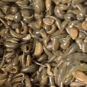 壹号娱乐APP小苗