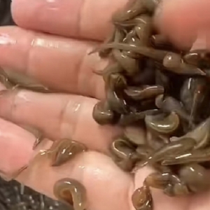 壹号娱乐APP小苗